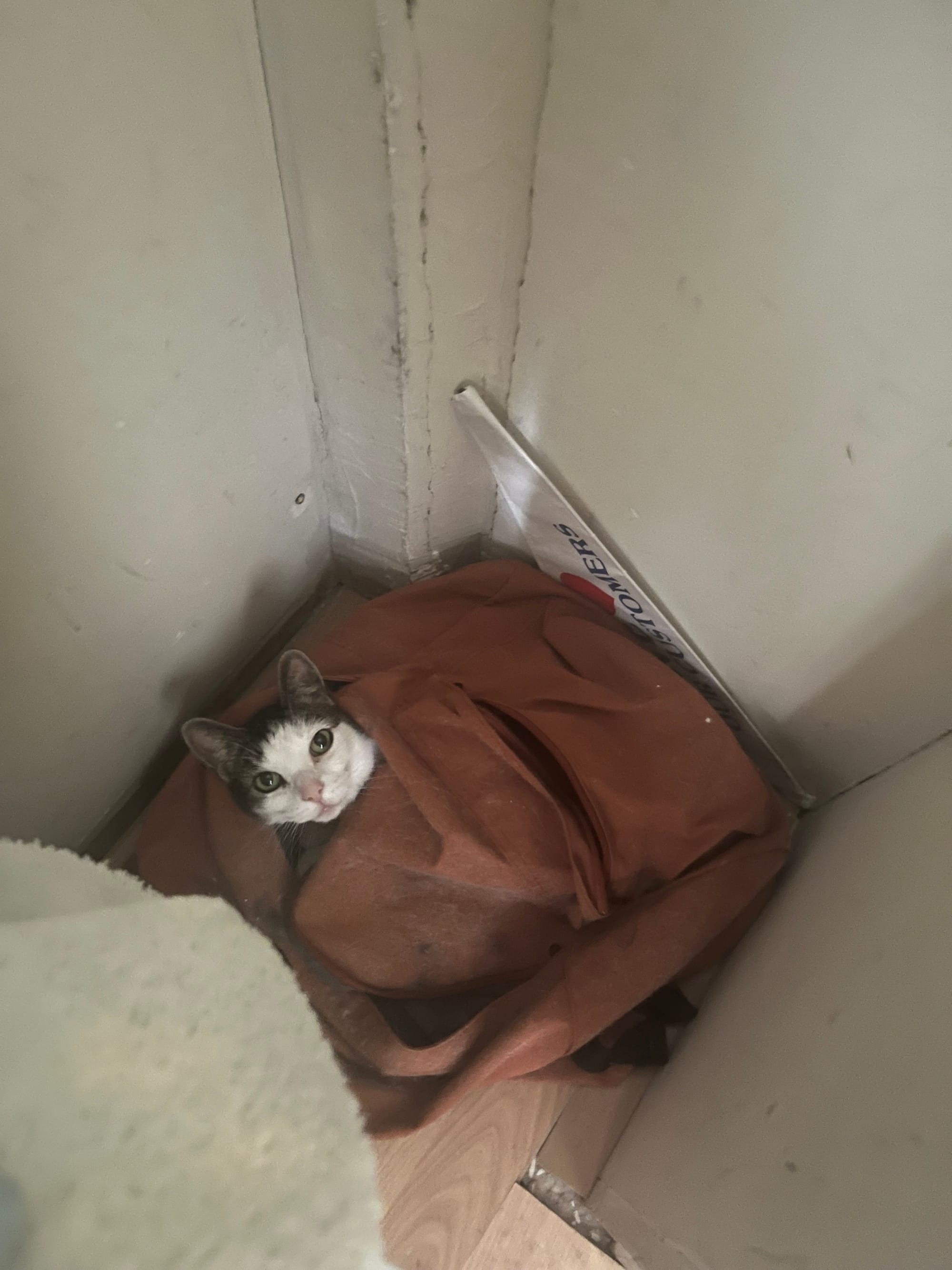 give your cat a backpack