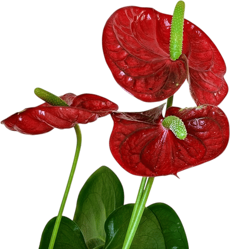 Anthuriums
