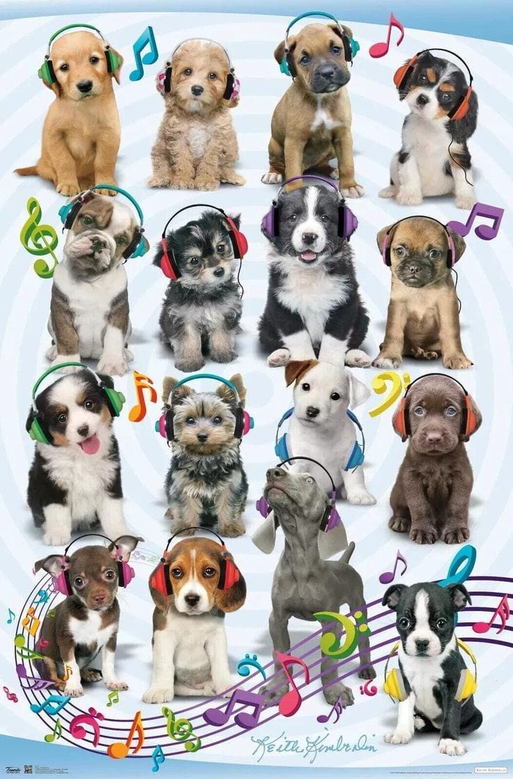 Headphone Dogs Poster