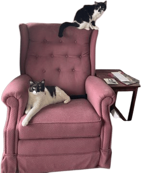 getting your cat a friend