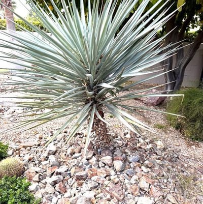 Yuccas grow anywhere