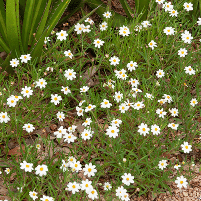Blackfoot Daisy