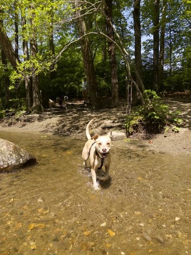Northampton Dog Park