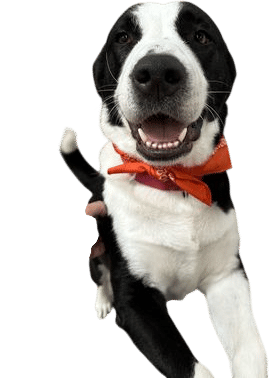 Adoptable Dogs: Dog Coalition Los Angeles