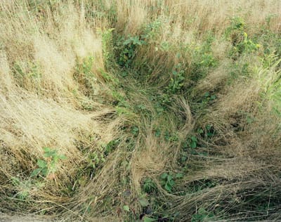 Deer Bed photos by Katherine Wolkoff