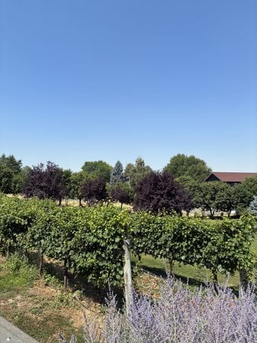 Grosgrain Vineyards