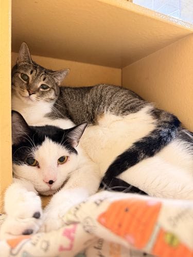 Cat Angel Network