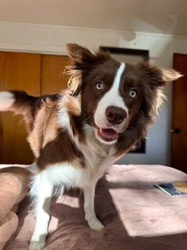 Border Collie