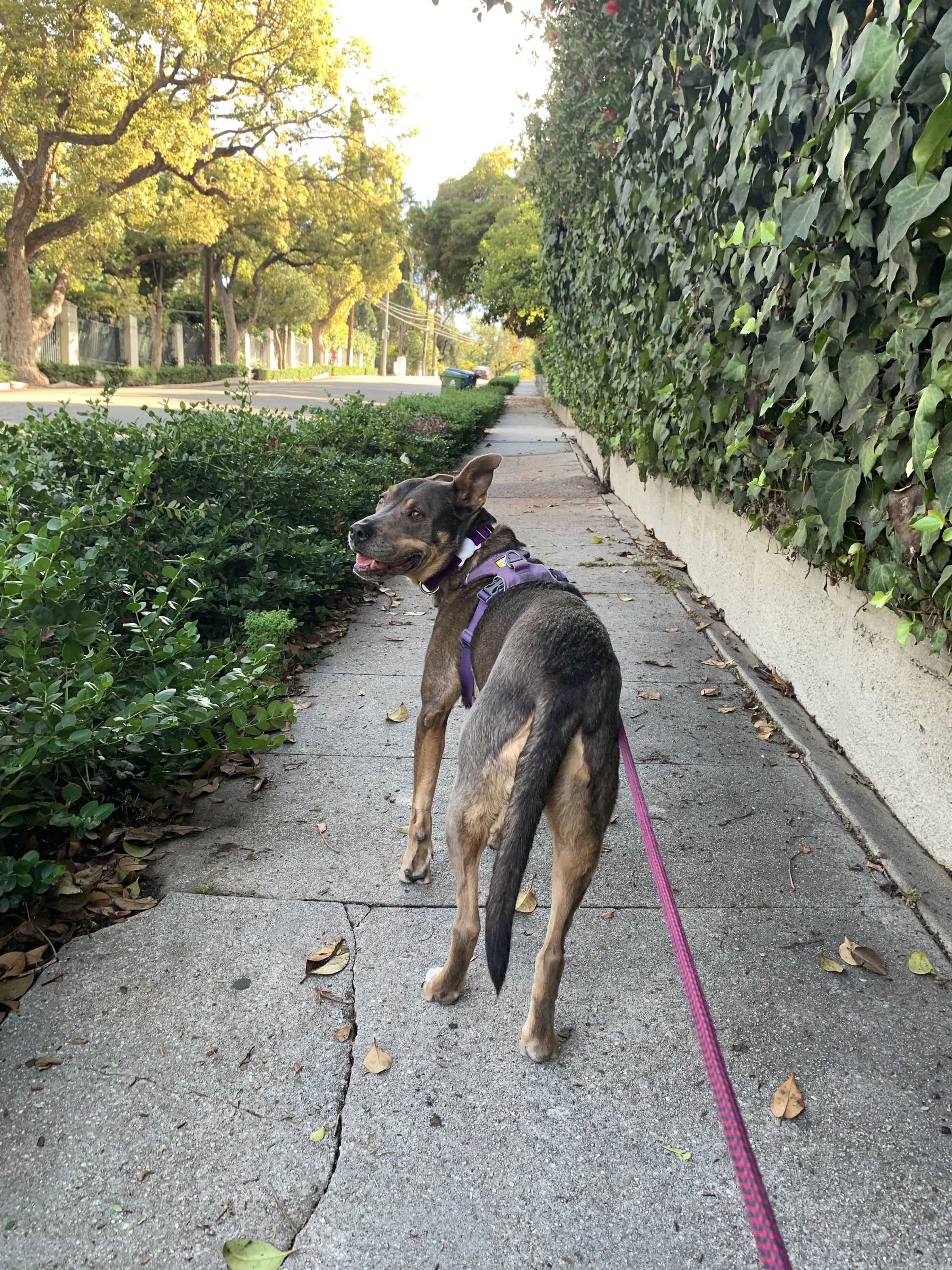 dogwalking