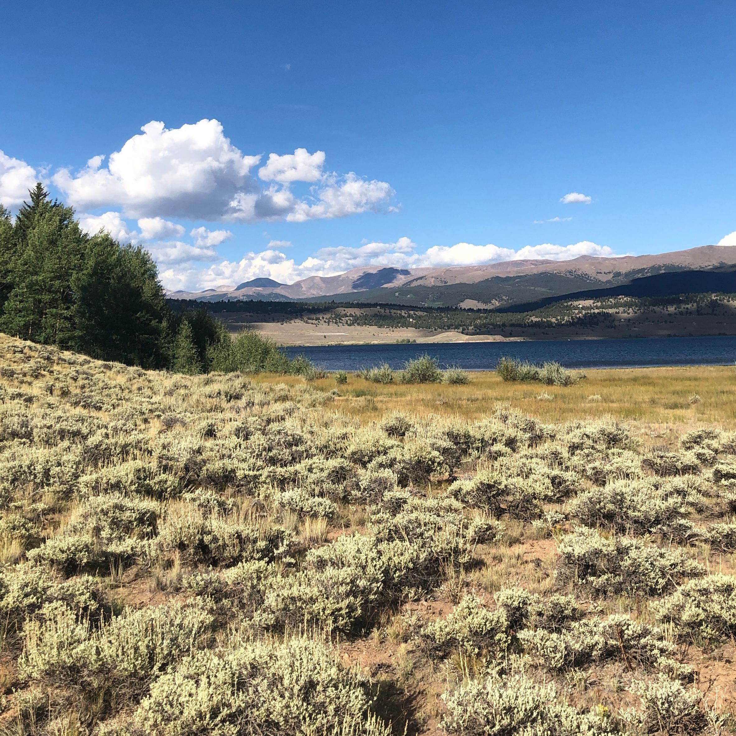 wild sagebrush