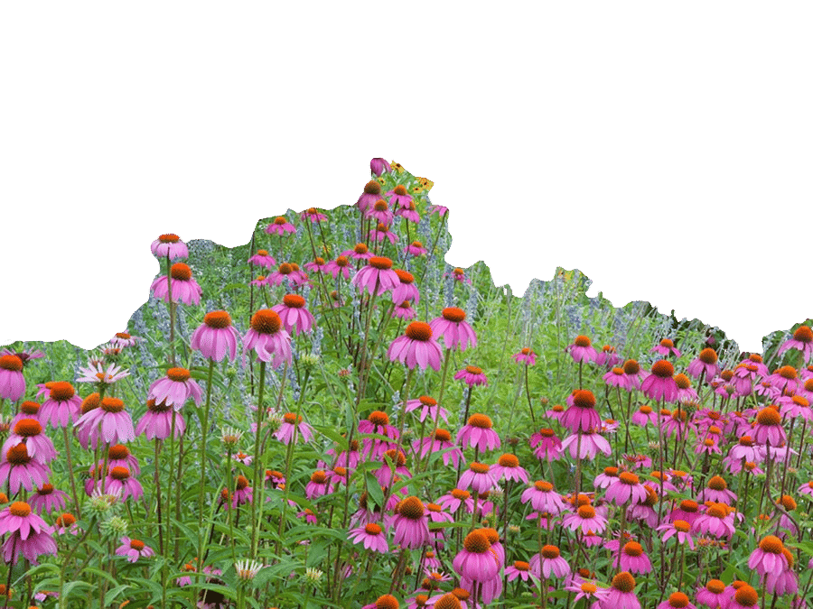 Lady Bird Johnson Wild Flower Center