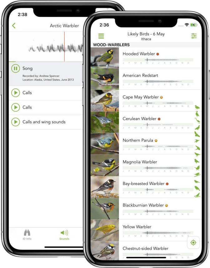 Birding with the Merlin app