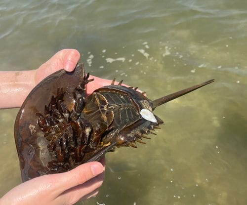 horseshoe crab