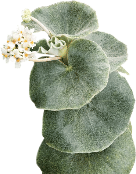 Begonia venosa