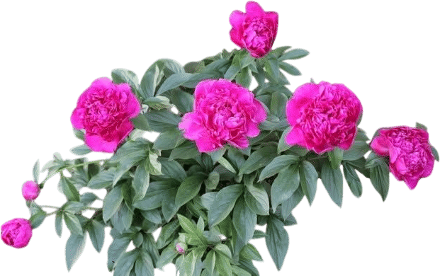 Wholesale Plant Sale Facebook Group