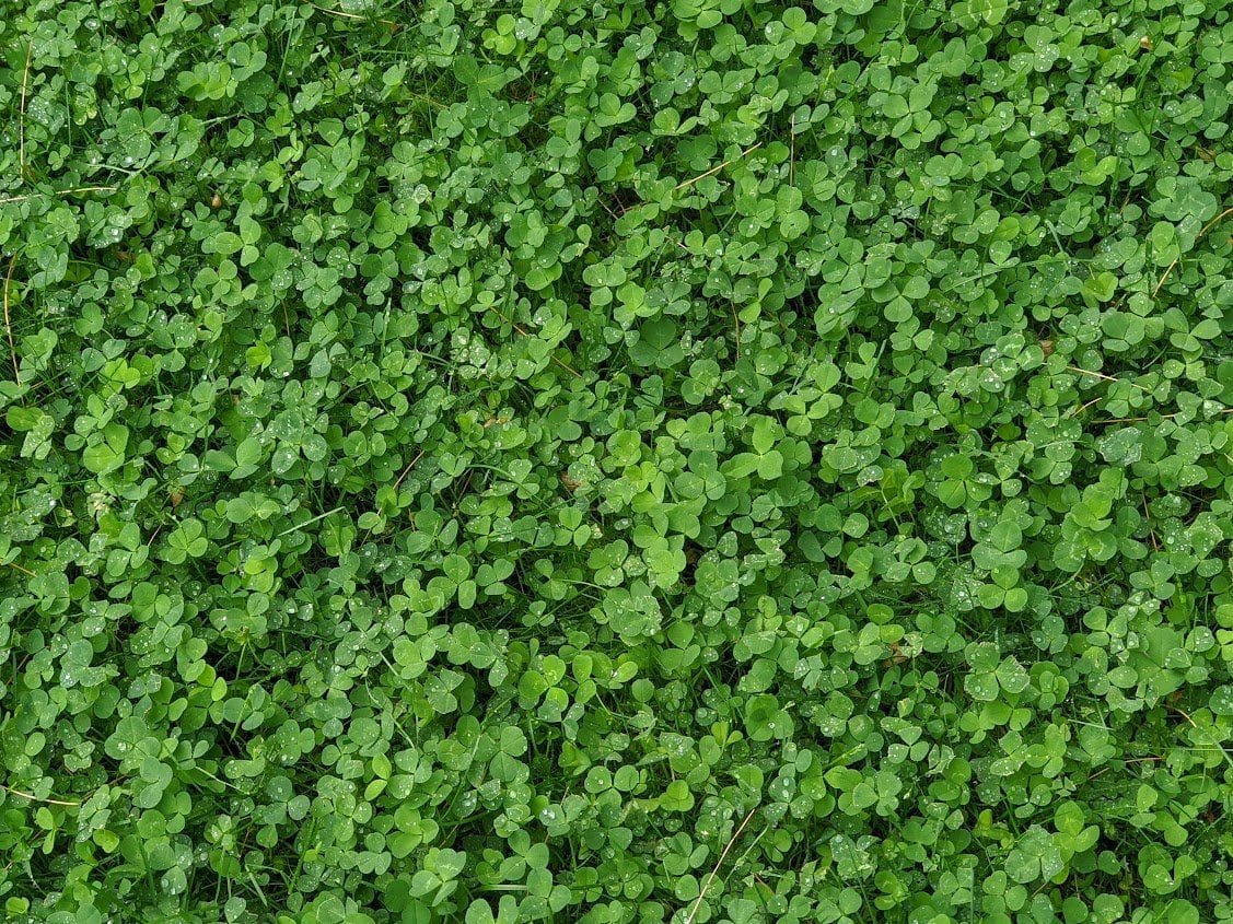 Clover Lawns