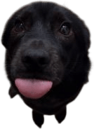 Seal Dog