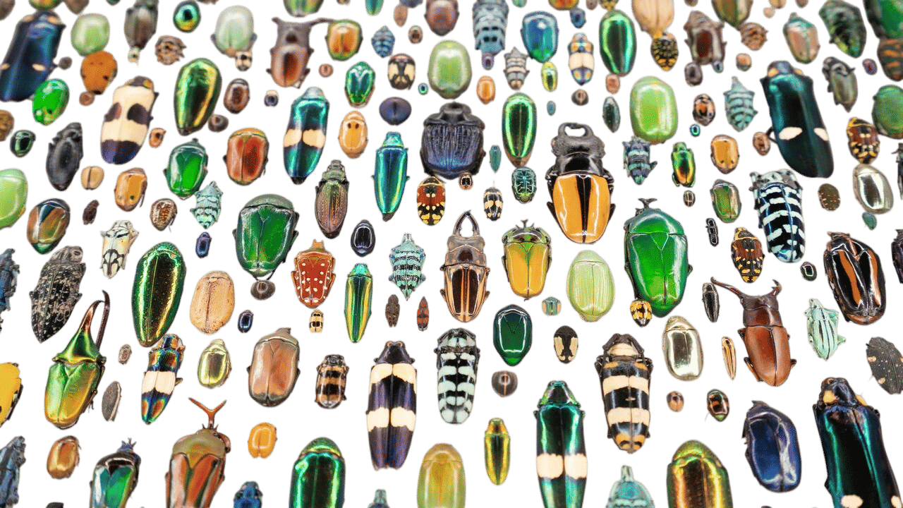 insectarium