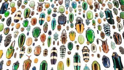 Montreal Insectarium