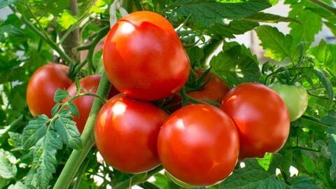 growing tomatoes