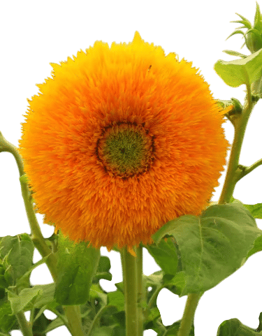 Sunflower Steve Seed Co Shop