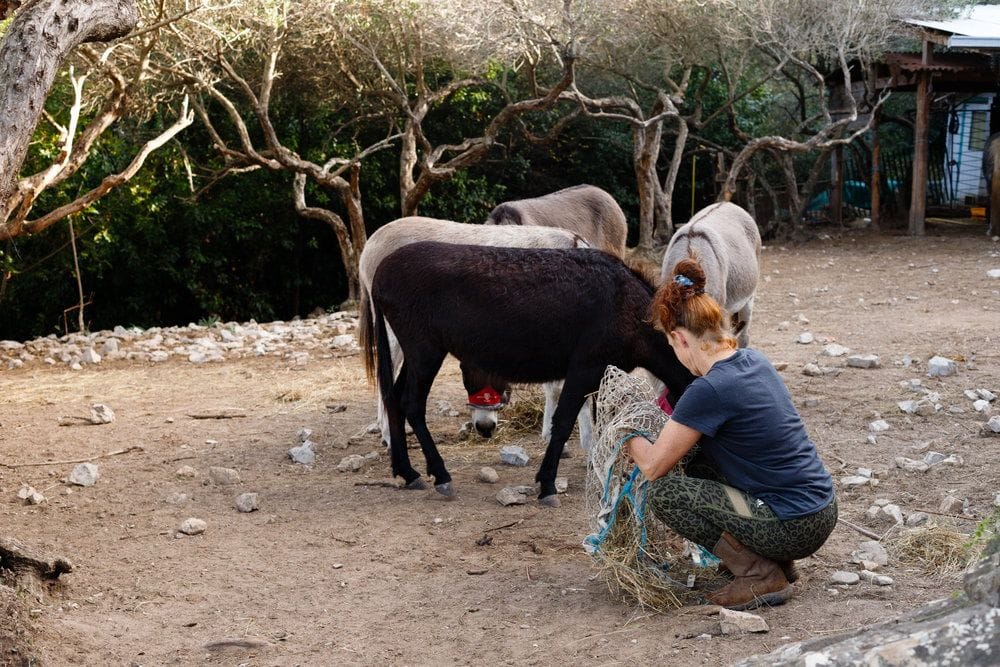 Paws , hooves, and hearts foundation