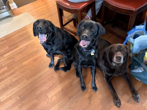 group photos of your pets