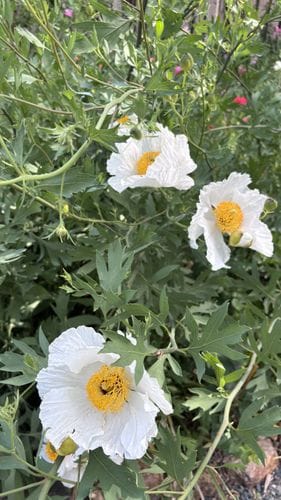 Matilija Poppy