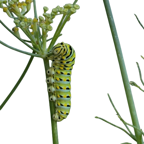 Plant Fennel, Host Swallowtails