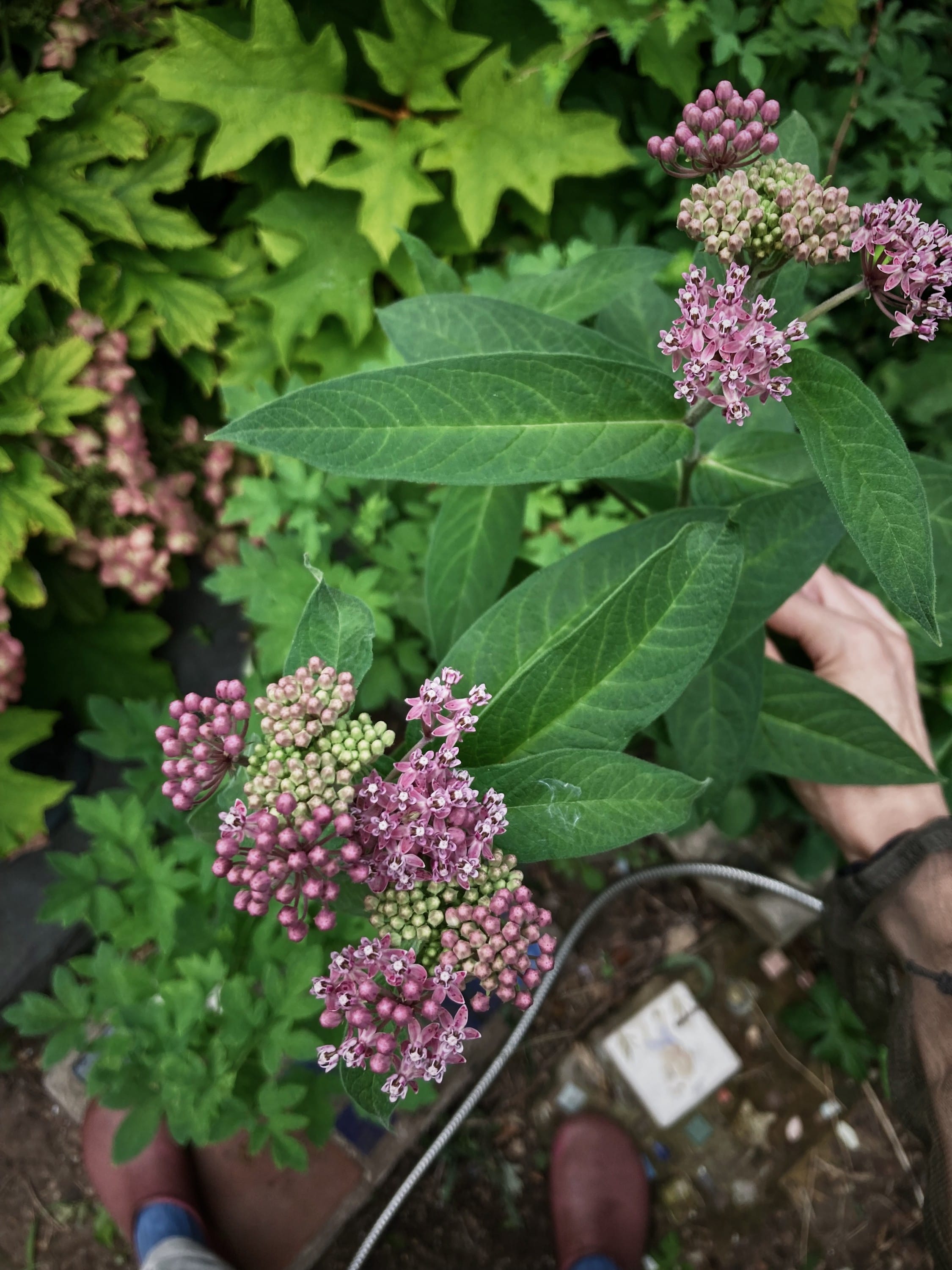 join your local community garden