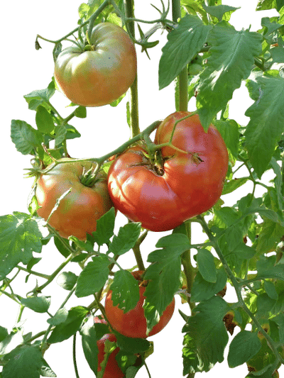 Mortgage Lifter Tomato