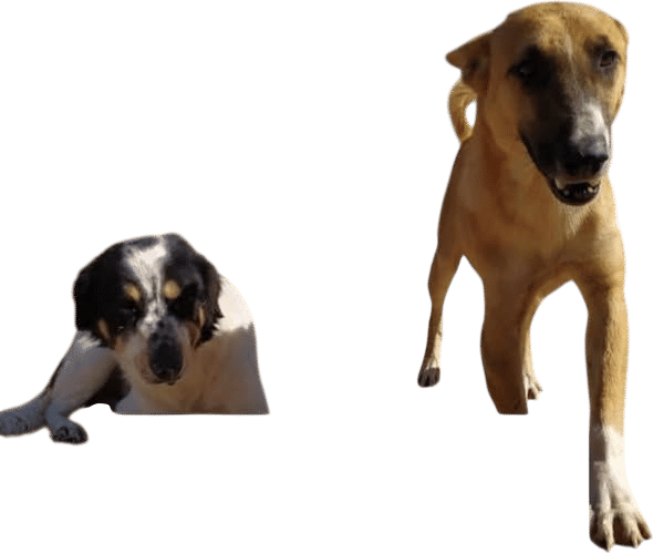 Sulala Animal Rescue