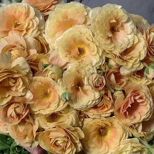 Butterfly Ranunculus, Miele