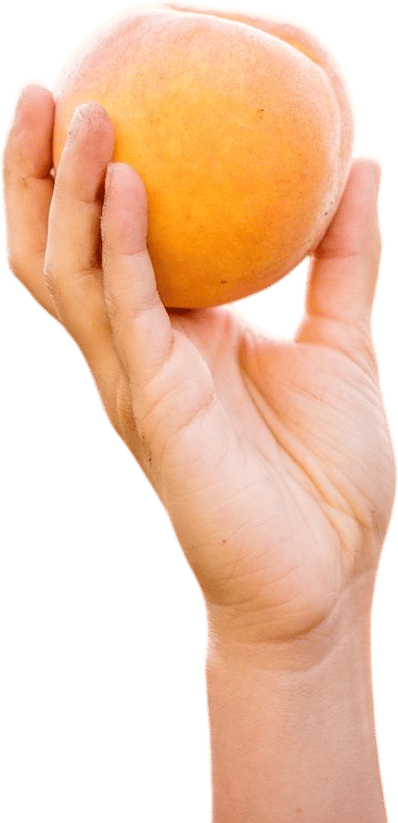 U-pick peaches