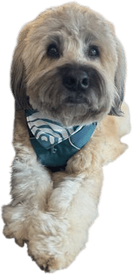 Soft Coated Wheaten Terrier
