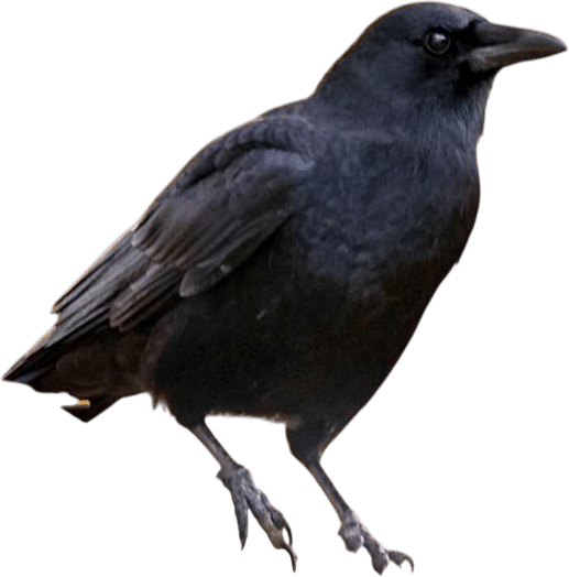 How to Befriend Your Neighborhood Crows