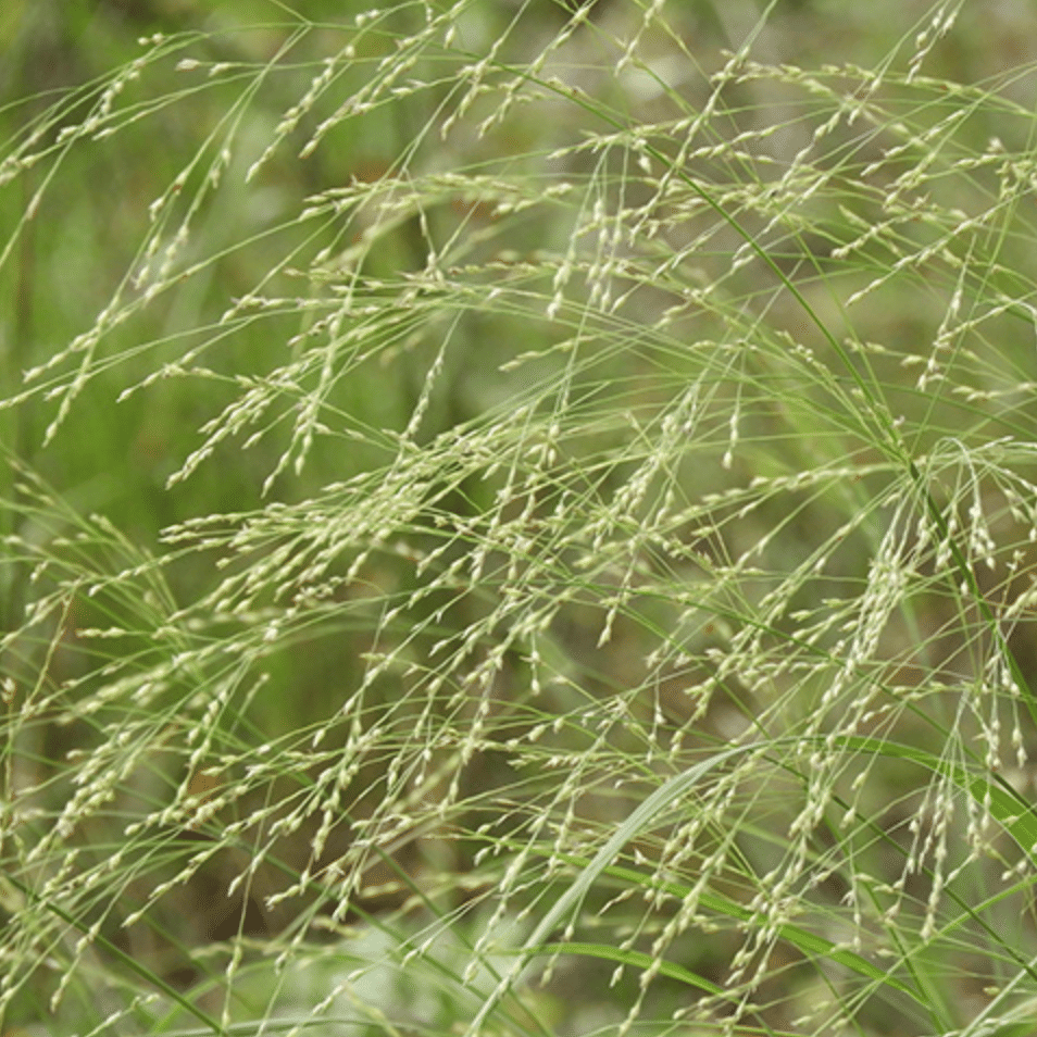 Switchgrass