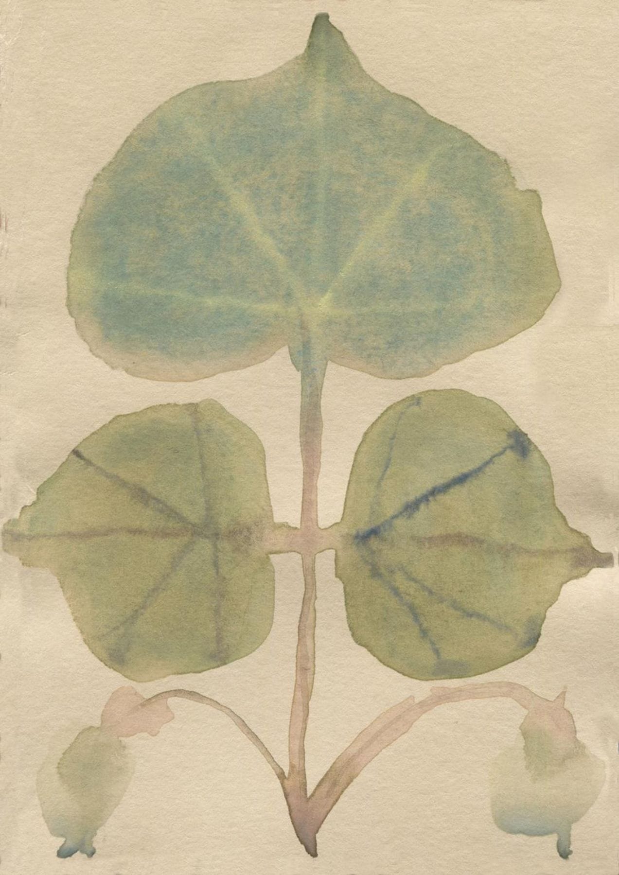 Philodendron by Moira Frith
