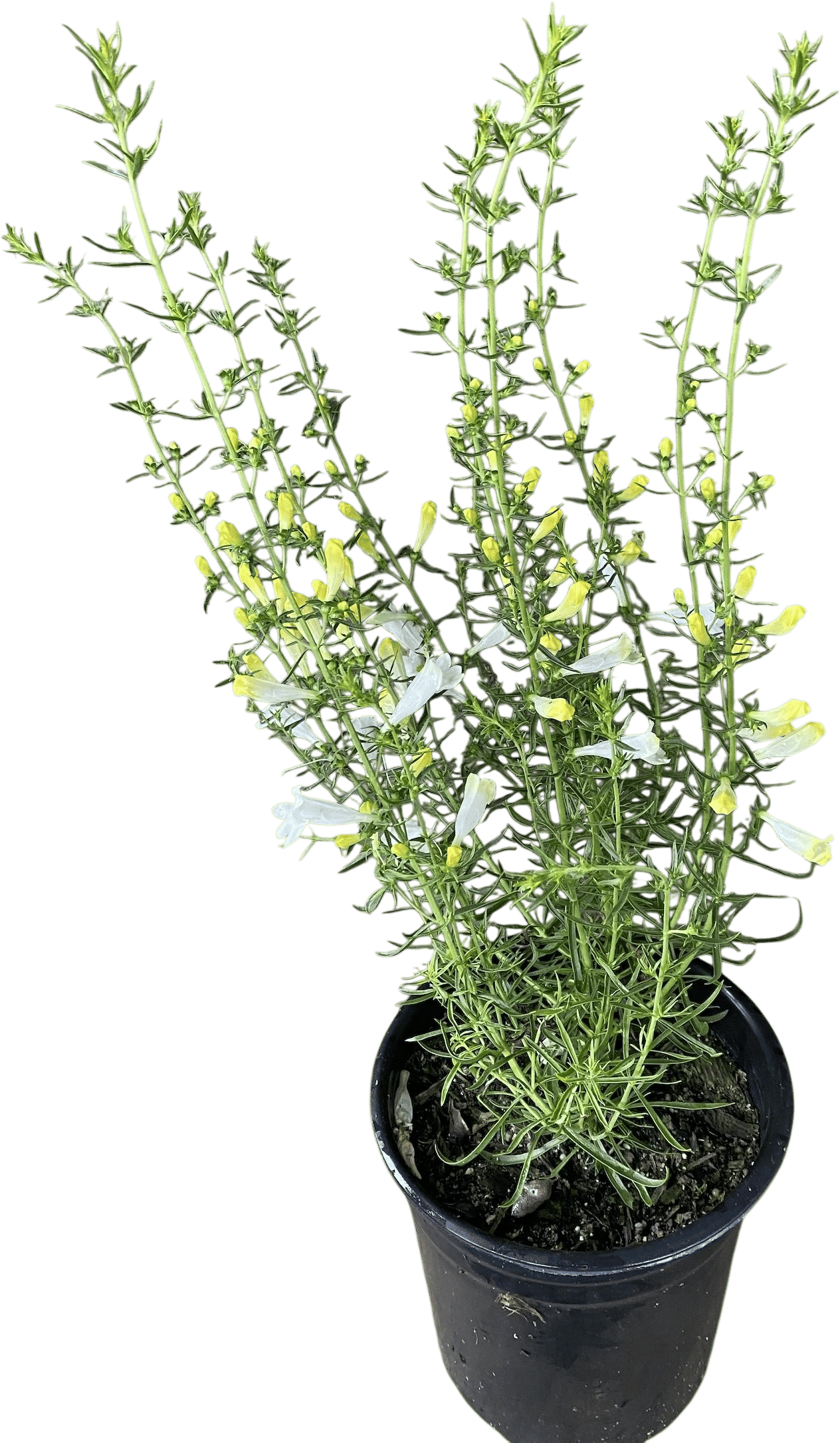 White Foothill Penstemon,  heterophyllus 'GMR' White