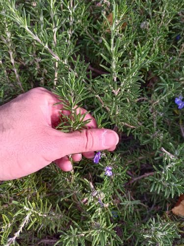 touching rosemary