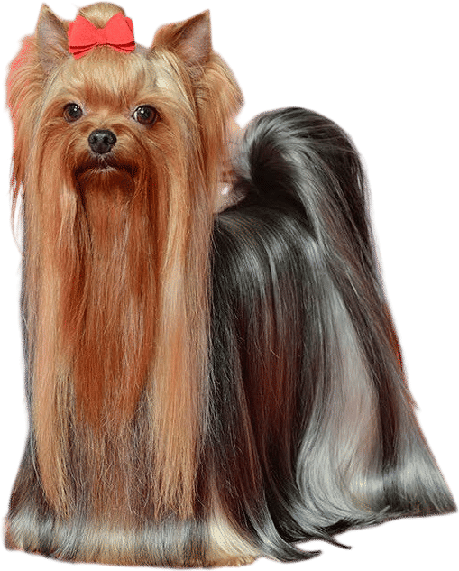 Yorkshire Terriers