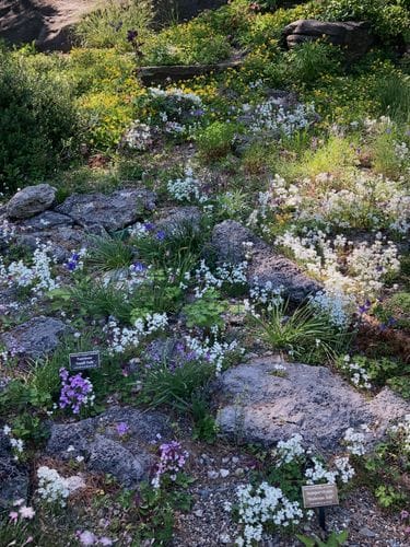 Rock Garden at the New York Botanical Garden
