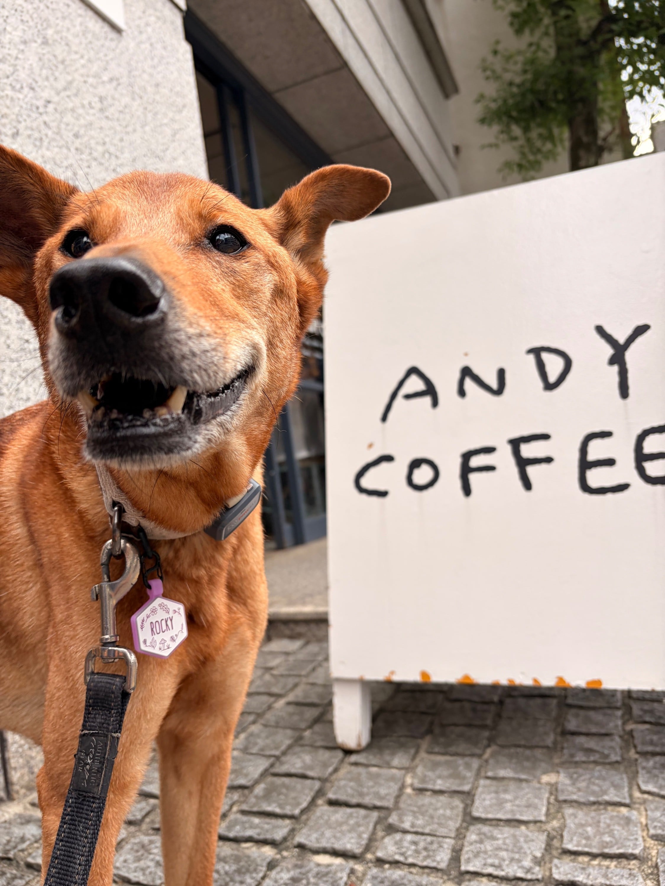 ANDY is dog-friendly