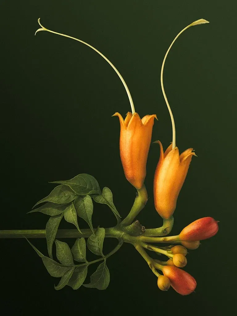 David Hartwell Botanical Print
