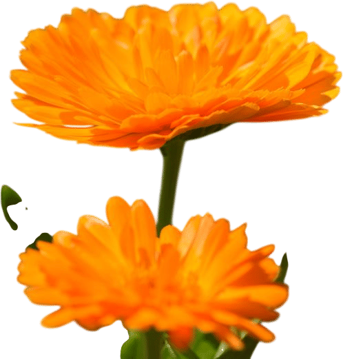 Foster Farm Botanicals