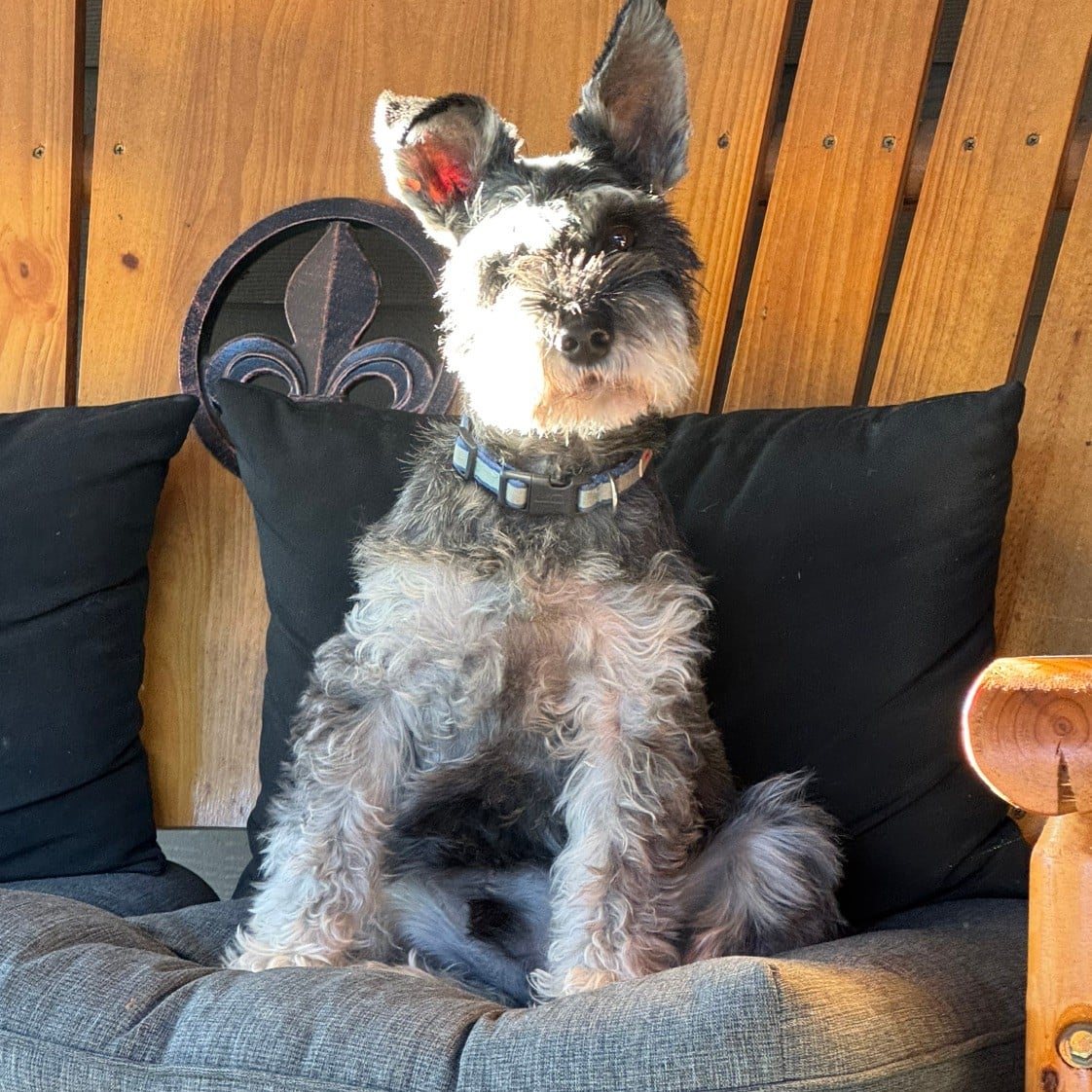 Joni