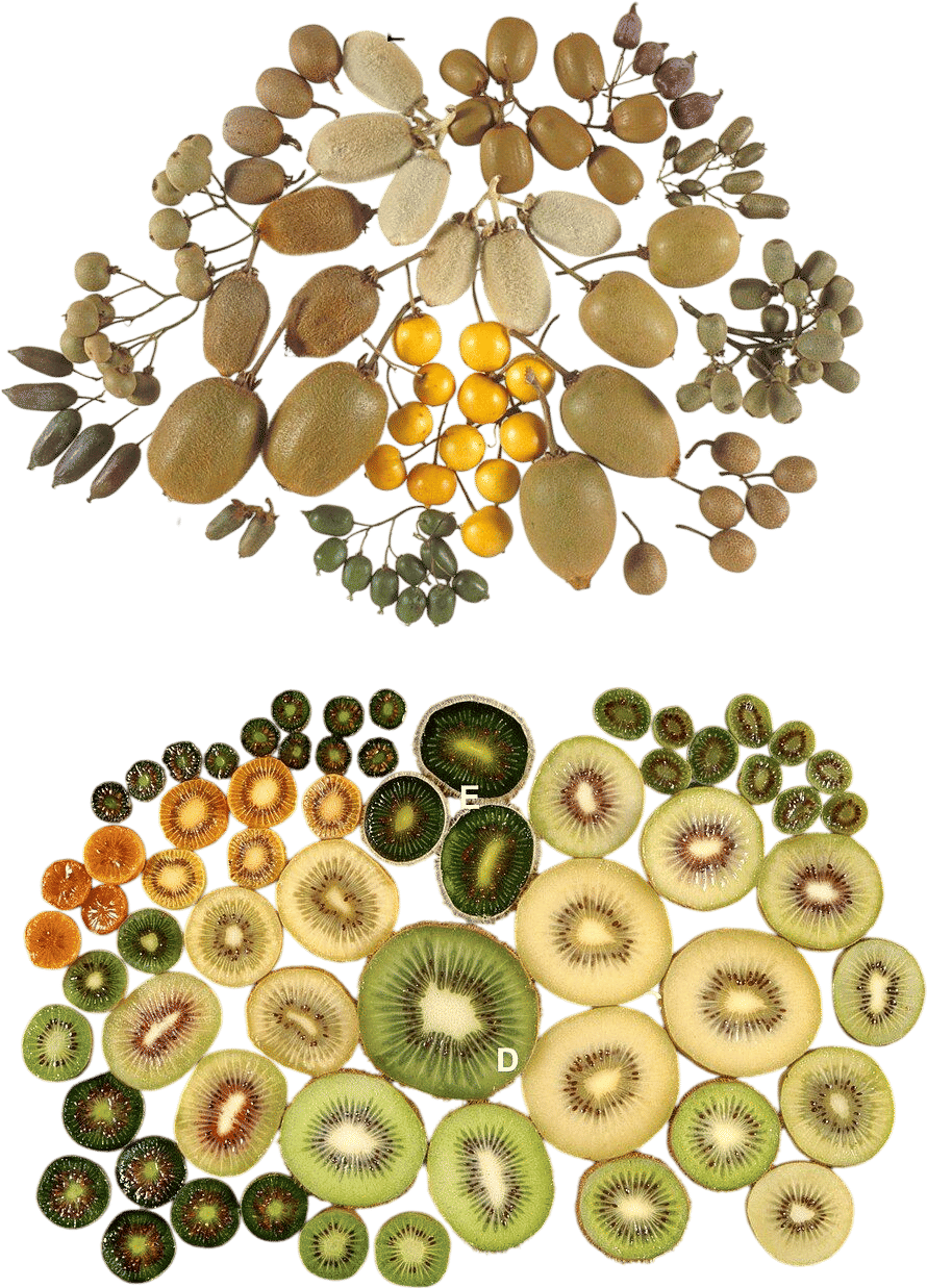 Kiwi Fruit
