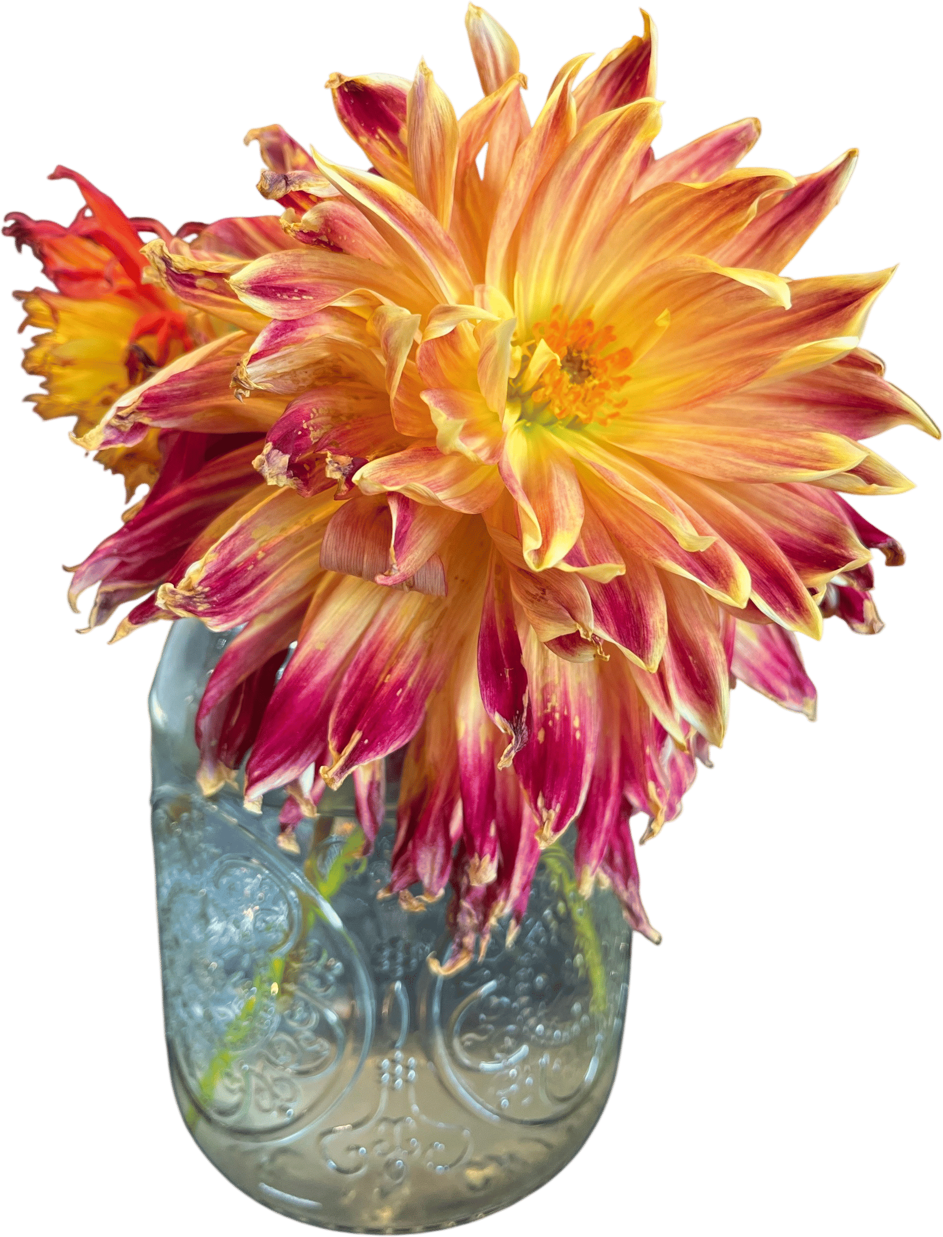 fading dahlias