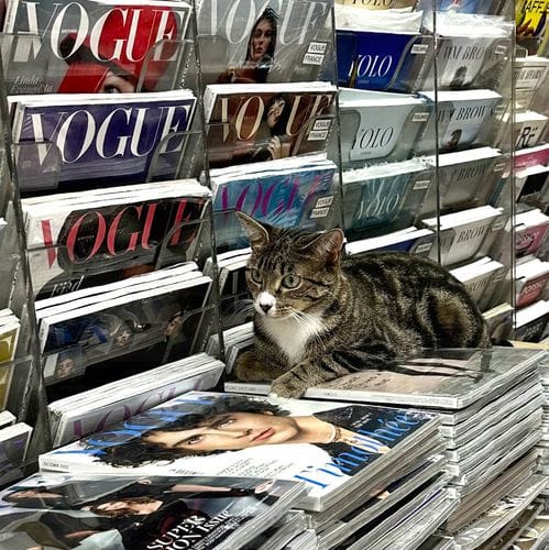 soho news international