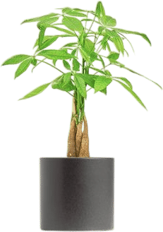 Money Tree